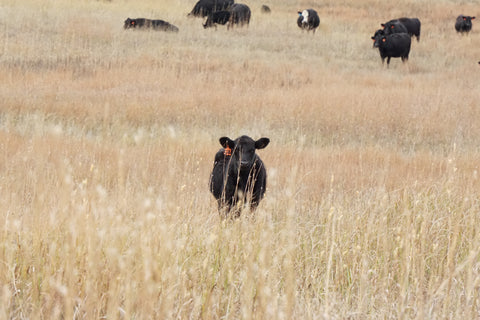Meet Your Ranchers – Freedom Beef